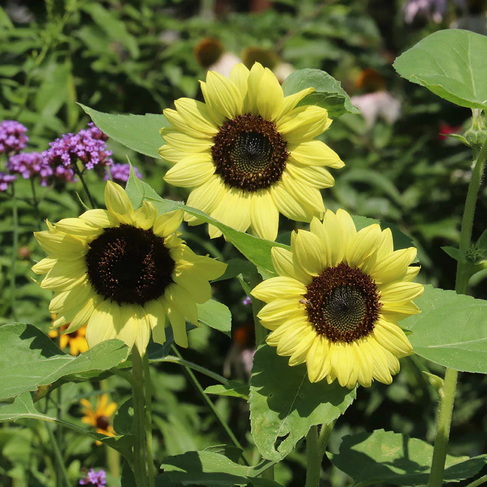 Light Yellow Sunflower Seeds for planting in home garden